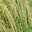 500+ SIDEOATS GRAMA Seeds Native Prairie Tall Grass Clumping Ornamental Perennial