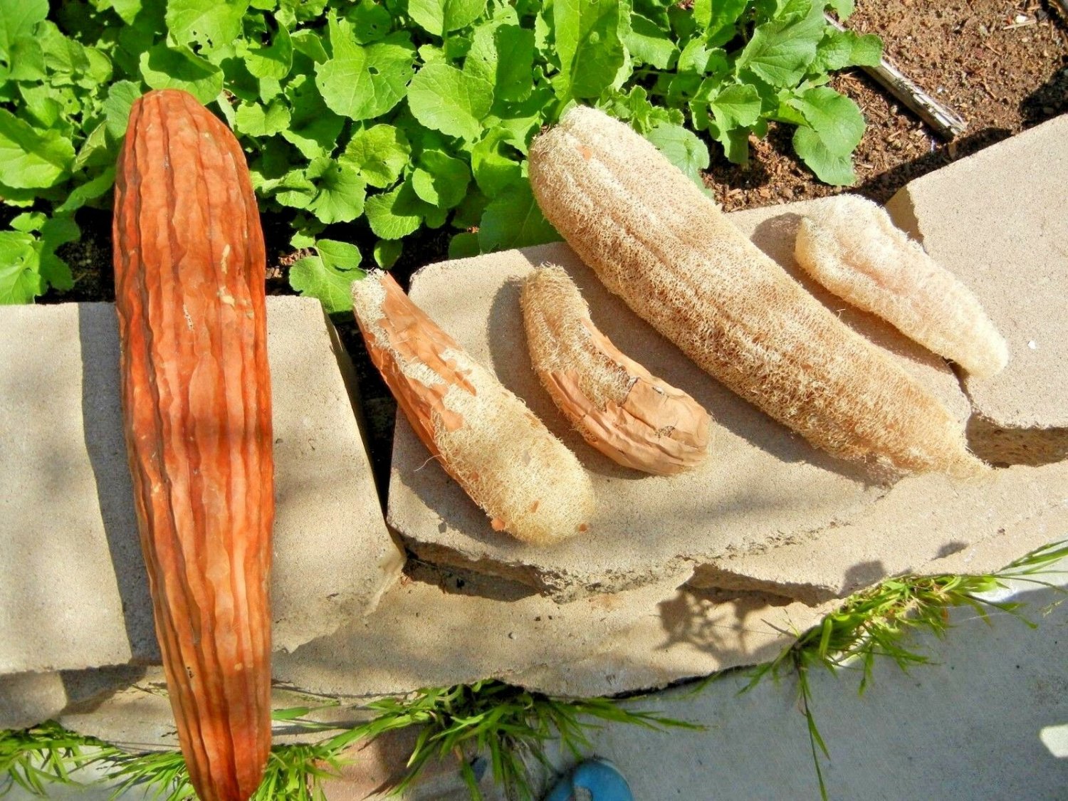 50+ LUFFA SPONGE GOURD Seeds Loofah Loofa Loufa Luffah Garden/Large Container