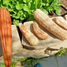 50+ LUFFA SPONGE GOURD Seeds Loofah Loofa Loufa Luffah Garden/Large Container