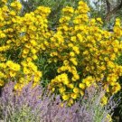 200+ MAXIMILIAN(Prairie)SUNFLOWER Seeds American Native Wildflower Deer Resistant