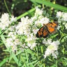 500+ MOUNTAIN MINT Seeds American Native Wildflower Edible Pollinator Magnet EASY