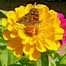 300+  ZINNIA""CANARY BIRD"" Flower Seeds Yellow 5"" Flowers Blooms Summer to Fall