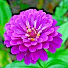 1001+ LAVENDER ZINNIA Flower Seeds Large 4-5"" Flowers Butterflies Garden Bee's