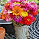 1 OZ=4300+  GIANT CALIFORNIA ZINNIA MIX Seeds 4-5"" Flowers 7 Colors Butterflies