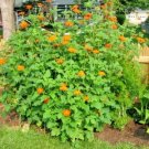 1 OZ=2800+ MEXICAN SUNFLOWER Seeds Hummingbirds Butterflies Bee's Summer to Fall