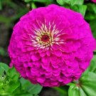 1001+ ZINNIA""PURPLE PRINCE""Flower Seeds Large 4-5"" Flowers Butterfly Garden Bee's