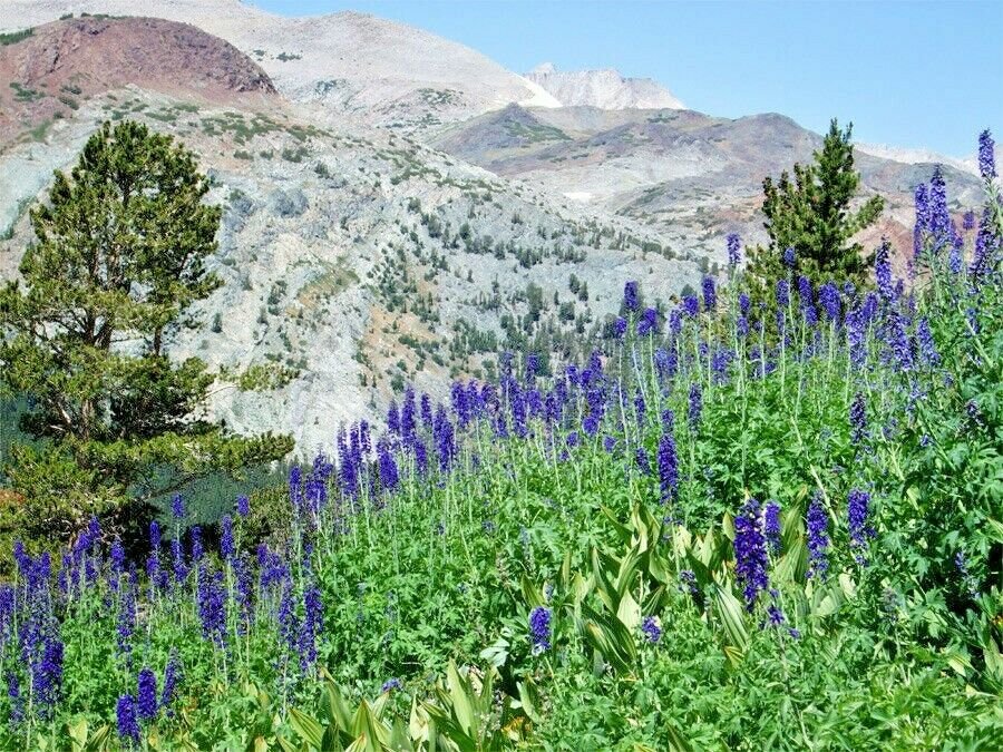 100+ WESTERN/FOOTHILL LARKSPUR Seeds Native Wildflower Blue/Purple Flower Stalks