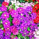 1 OZ=14,000+ VERBENA FLORIST MIX Flower Seeds Colorful Groundcover Garden Baskets