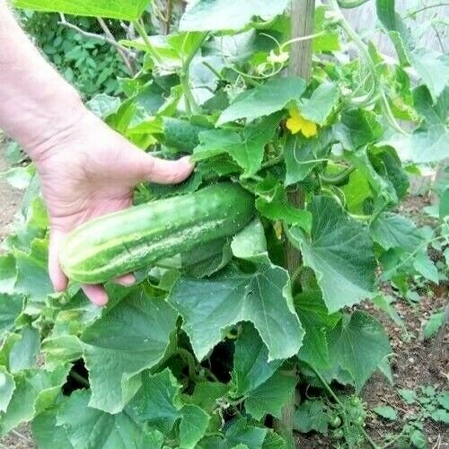 35+ SPACEMASTER BUSH CUCUMBER Seeds Patio Container Hanging Basket Spring Garden