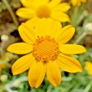 300+ OREGON SUNSHINE aka WOOLEY SUNFLOWER Flower Seeds Native Wildflower Drought