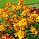 300+ ENGLISH WALLFLOWER Seeds Groundcover Boarders Containers Spring/Fall Garden