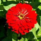 1001+  ZINNIA""CHERRY QUEEN"" Flower Seeds Bright RED 4""-5"" Blooms Summer Fall