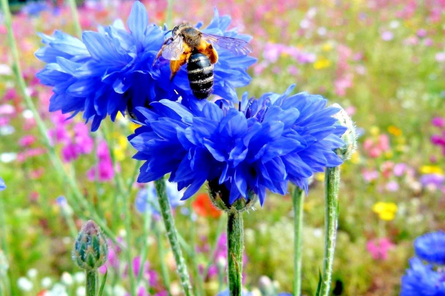 500+ DWARF BLUE BACHELOR BUTTON CORNFLOWER Seeds Deer Resistant Garden/Containers