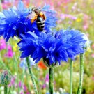500+ DWARF BLUE BACHELOR BUTTON CORNFLOWER Seeds Deer Resistant Garden/Containers