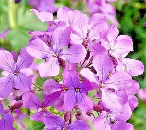 500+ EVENING SCENTED STOCK Seeds ""Perfume Plant"" Fragrant Lavender NIGHT BLOOMS