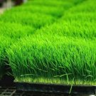 1 OZ=800+  WHEAT GRASS Seeds Sprouting Juicing B,C,K,Folic Acid,Fiber EASY