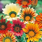 100+ GAZANIA SPLENDENS MIX Seeds 8""Groundcover Red Yellow Orange White Pink EASY