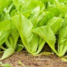 1 OZ=17,000+ TENDERGREEN MUSTARD GREENS Seeds   Garden Spring/Fall