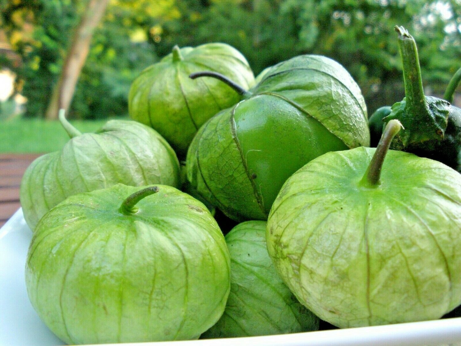 100+ TOMATILLO GIGANTE Seeds   Salsa Tex-Mex Garden/Patio Container