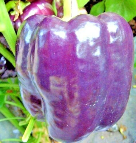 100+ PURPLE BEAUTY SWEET BELL PEPPER Seeds   Garden/Patio Container