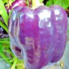 100+ PURPLE BEAUTY SWEET BELL PEPPER Seeds   Garden/Patio Container