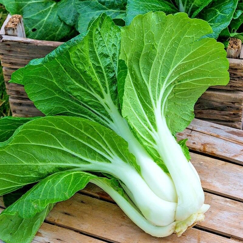 600 Pak Choy Choi Canton Cabbage Seeds Gardenpatio Containers