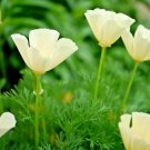1000+ WHITE LINEN CALIFORNIA POPPY Flower Seeds Native Wildflower Garden/Potted