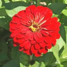 1001+  ZINNIA""CHERRY QUEEN""Flower Seeds Bright RED 4""-5"" Blooms Summer into Fall