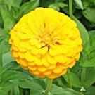 1001+  ZINNIA""CANARY BIRD"" Flower Seeds Yellow 5"" Flowers Blooms Summer to Fall