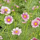 300+ COSMOS ""DAYDREAM"" Seeds Easy Annual Butterflies Bees Drought Tolerant Kids