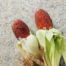 75+ RED STRAWBERRY POPCORN Seeds   Fall Crafts Kids Home Garden FUN