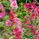 100+ FOUR SHADES OF PINK HOLLYHOCK Seeds Mix BLUSH LIGHT HOT DARK Cut Flowers