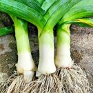 300+ GIANT MUSSELBURG LEEKS Seeds   Spring Garden/Patio Container