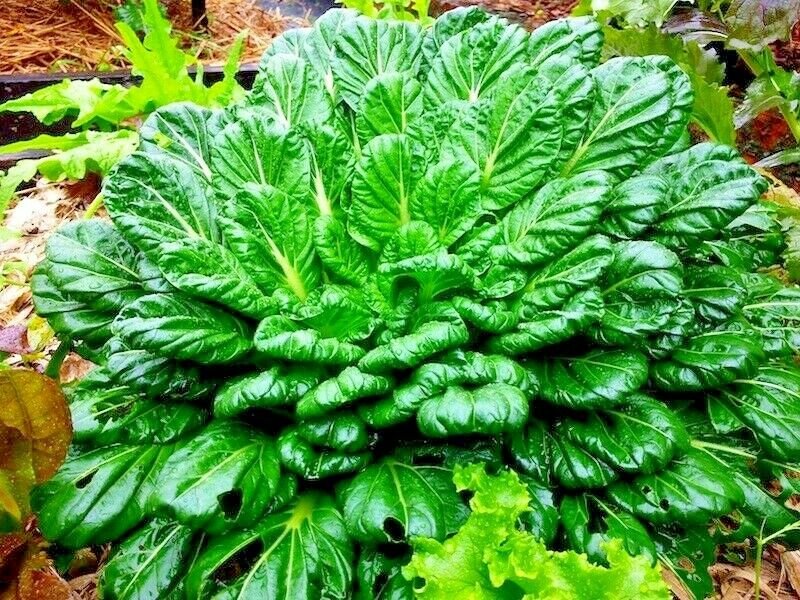 600+ TAT SOI CABBAGE Seeds   Spring/Fall Garden Containers KIM-CHI