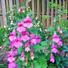 200+ CHINESE FOXGLOVE Flower Seeds Large 2-3"" Raspberry Blooms Garden/Container
