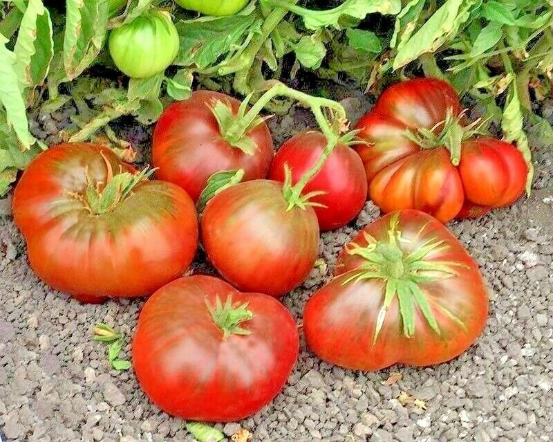 100+ BLACK BRANDYWINE TOMATO Seeds  American Heirloom Garden/Containers