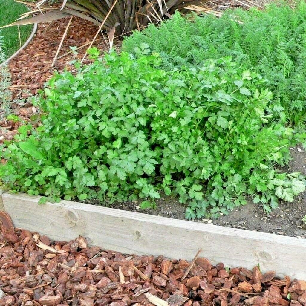 60+ CILANTRO Seeds Coriander   Salsa Tex Mex Kitchen Garden Herb