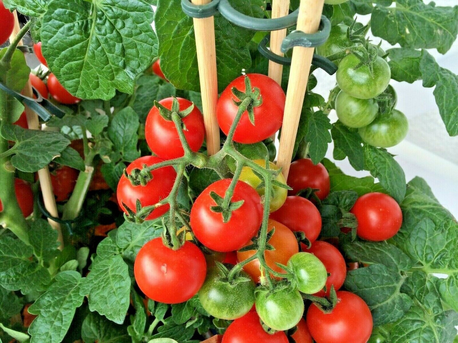 100+ LARGE CHERRY TOMATO Seeds   Salads Garden/Patio Container EASY