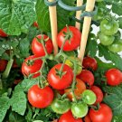 100+ LARGE CHERRY TOMATO Seeds   Salads Garden/Patio Container EASY