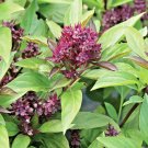 300+ SIAM QUEEN BASIL Seeds Flowering Herb Sweet Fragrant Garden/Patio Containers