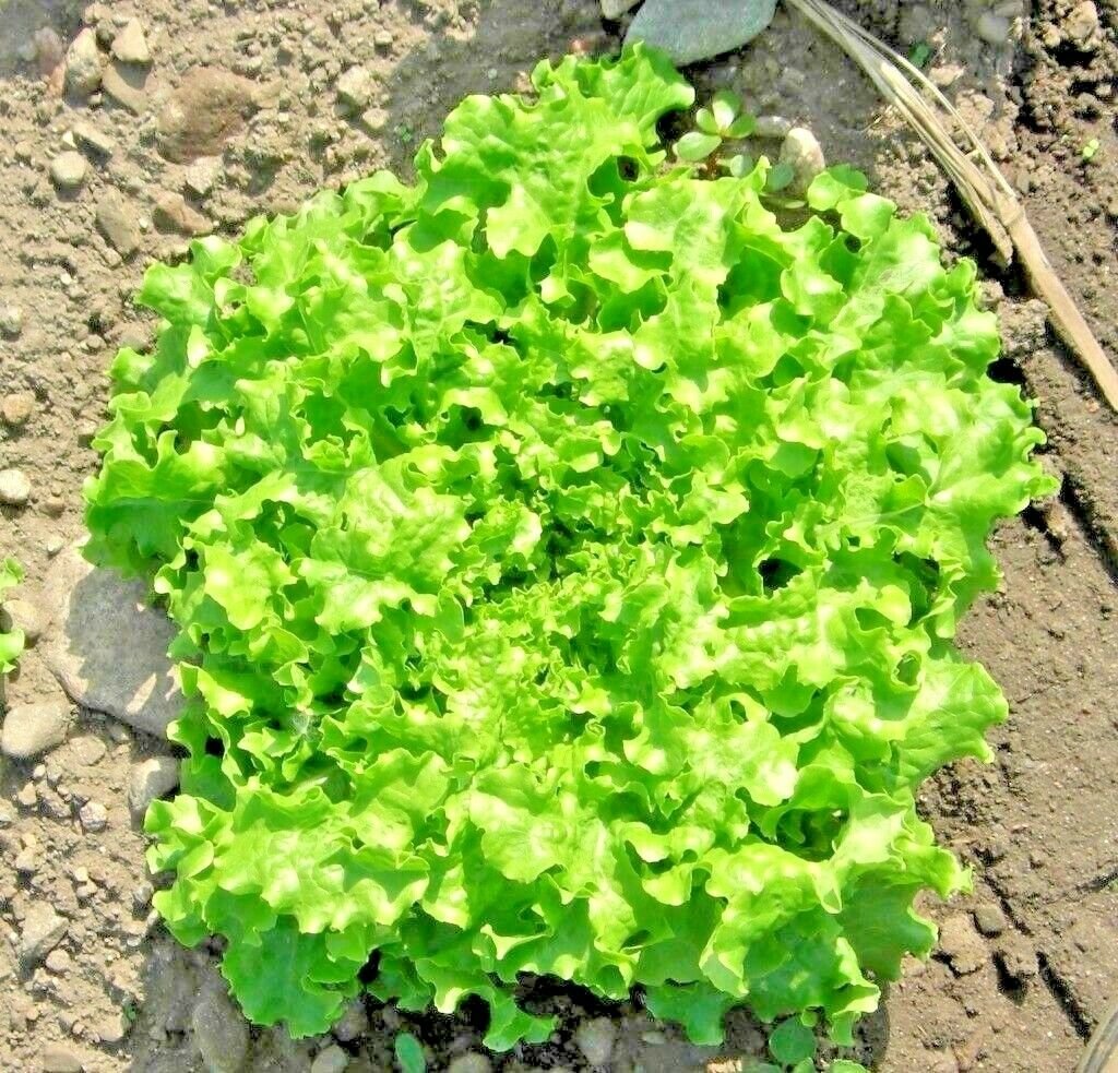 600+ GREEN ICE LETTUCE Seeds   Spring/Fall Garden/Patio Container
