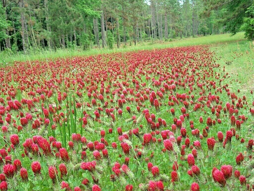 1 OZ=6,001 CRIMSON CLOVER Seeds Ground Cover Garden Food Plot Wildflower EASY