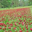 1 OZ=6,001 CRIMSON CLOVER Seeds Ground Cover Garden Food Plot Wildflower EASY