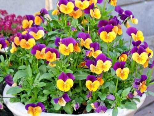 600+ JOHNNY JUMP UP Seeds Wildflower Spring/Fall Blooms Garden/Patio Containers