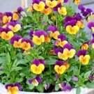 600+ JOHNNY JUMP UP Seeds Wildflower Spring/Fall Blooms Garden/Patio Containers