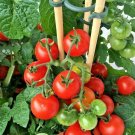 25+ PATIO BUSH TOMATO Seeds 5 oz Fruits 24""Plant Garden Hanging Baskets Container