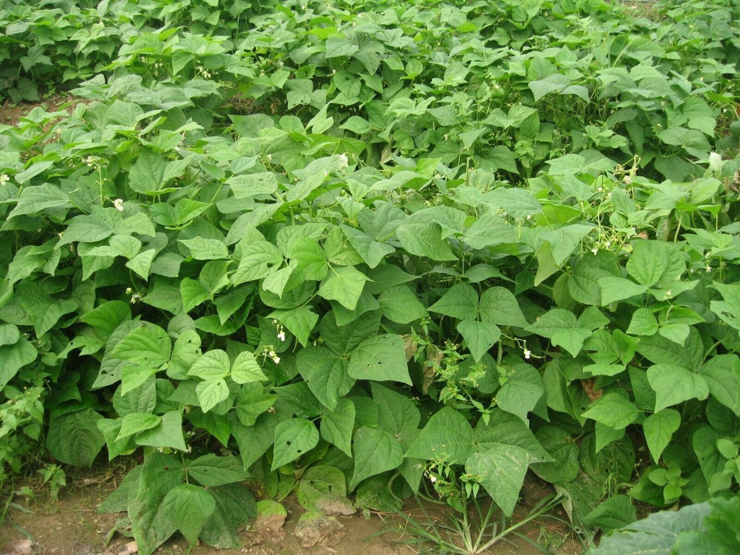 50+ PROVIDER BUSH BEANS Seeds American Heirloom Stringless Provides All Summer