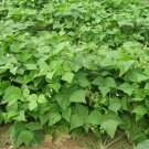 50+ PROVIDER BUSH BEANS Seeds American Heirloom Stringless Provides All Summer