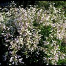 300+ HAIRY BEARDTONGUE Flower Seed American Native Wildflower Perennial Sun/Shade