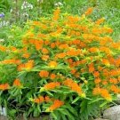 200+ ORANGE BUTTERFLY WEED Seeds MILKWEED Monarch Butterflies Native Wildflower